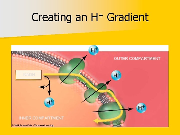 Creating an H+ Gradient OUTER COMPARTMENT NADH INNER COMPARTMENT 