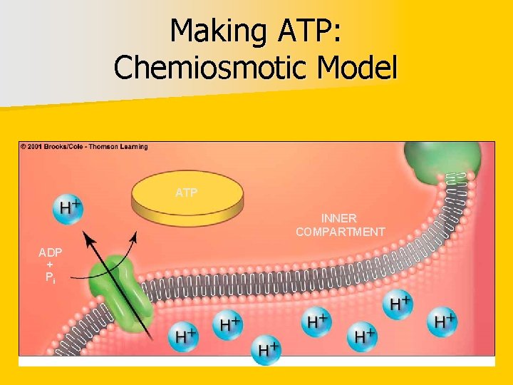 Making ATP: Chemiosmotic Model ATP INNER COMPARTMENT ADP + Pi 