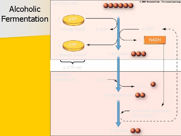 Alcoholic Fermentation GLYCOLYSIS C 6 H 12 O 6 2 ATP energy input 2