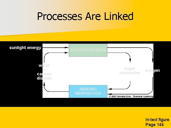 Processes Are Linked sunlight energy PHOTOSYNTHESIS water + carbon dioxide sugar molecules oxygen AEROBIC