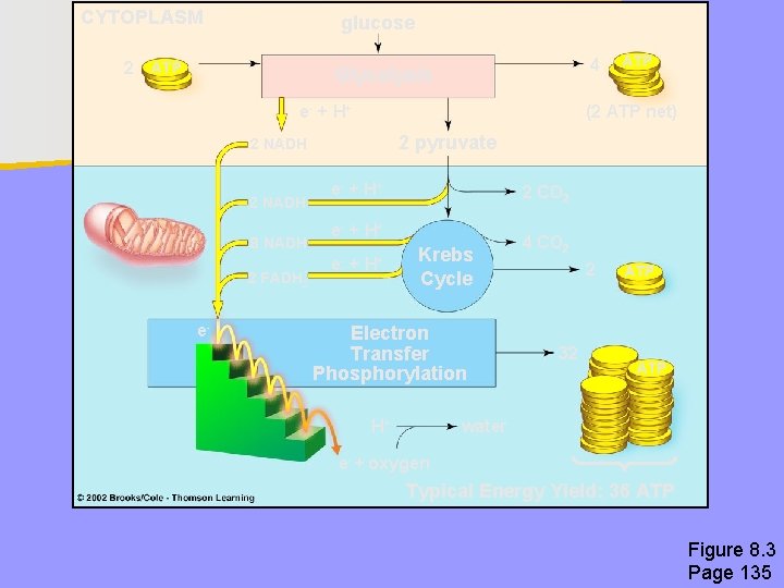 CYTOPLASM 2 glucose ATP 4 Glycolysis e- + H + (2 ATP net) 2