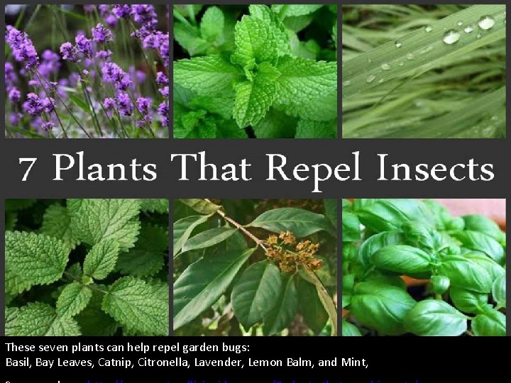 These seven plants can help repel garden bugs: Basil, Bay Leaves, Catnip, Citronella, Lavender, These seven plants can help repel garden bugs: Basil, Bay Leaves, Catnip, Citronella, Lavender,