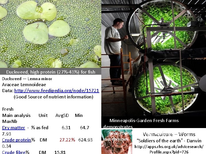 Duckweed, high protein (27%-43%) for fish food Duckweed — Lemna minor Araceae Lemnoideae Data: Duckweed, high protein (27%-43%) for fish food Duckweed — Lemna minor Araceae Lemnoideae Data: