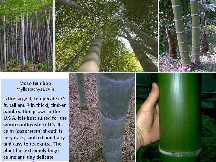 Moso Bamboo Phyllostachys Edulis is the largest, temperate (75 ft. tall and 7 in Moso Bamboo Phyllostachys Edulis is the largest, temperate (75 ft. tall and 7 in