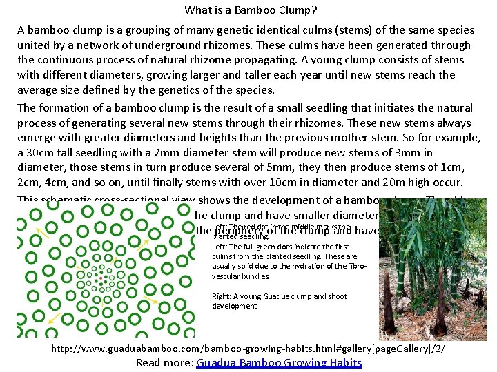 What is a Bamboo Clump? A bamboo clump is a grouping of many genetic What is a Bamboo Clump? A bamboo clump is a grouping of many genetic