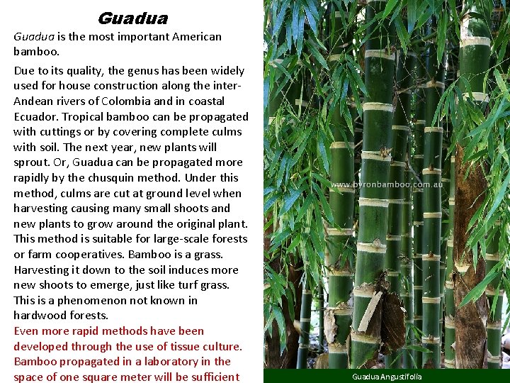 Guadua is the most important American bamboo. Due to its quality, the genus has Guadua is the most important American bamboo. Due to its quality, the genus has