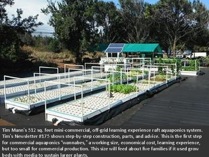Tim Mann’s 512 sq. feet mini-commercial, off-grid learning experience raft aquaponics system. Tim’s Newsletter Tim Mann’s 512 sq. feet mini-commercial, off-grid learning experience raft aquaponics system. Tim’s Newsletter