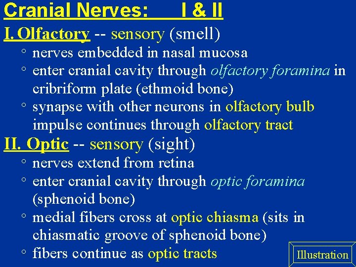Cranial Nerves: I & II I. Olfactory -- sensory (smell) nerves embedded in nasal