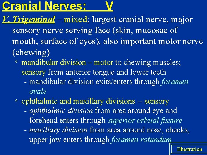 Cranial Nerves: V V. Trigeminal – mixed; largest cranial nerve, major sensory nerve serving