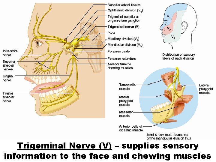 Trigeminal Nerve (V) – supplies sensory information to the face and chewing muscles 