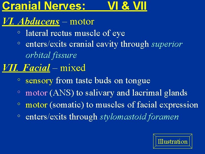 Cranial Nerves: VI & VII VI. Abducens – motor ° ° lateral rectus muscle