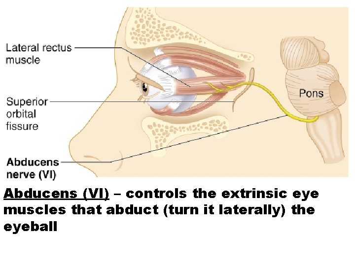 Abducens (VI) – controls the extrinsic eye muscles that abduct (turn it laterally) the