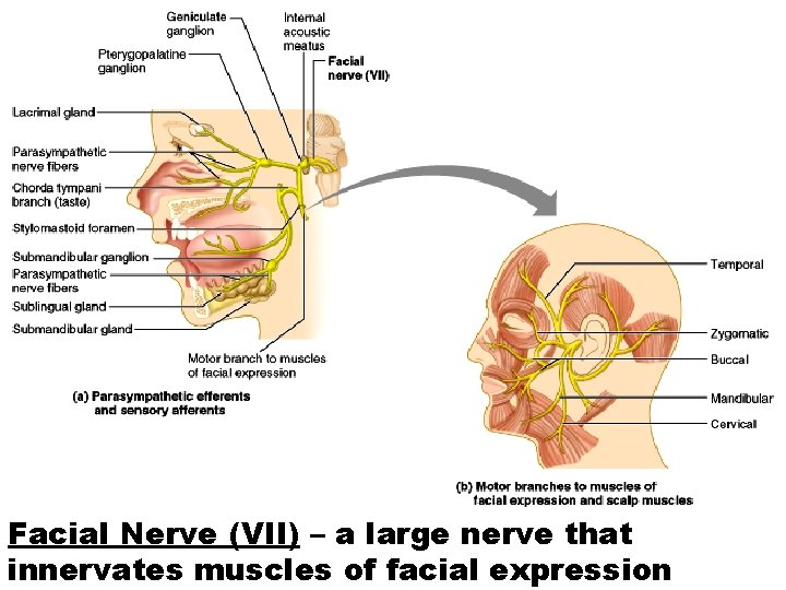 Facial Nerve (VII) – a large nerve that innervates muscles of facial expression 