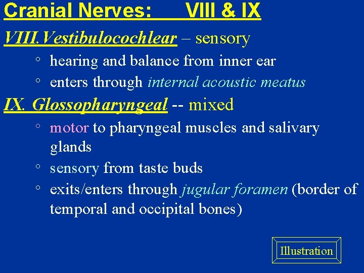 Cranial Nerves: VIII & IX VIII. Vestibulocochlear – sensory hearing and balance from inner