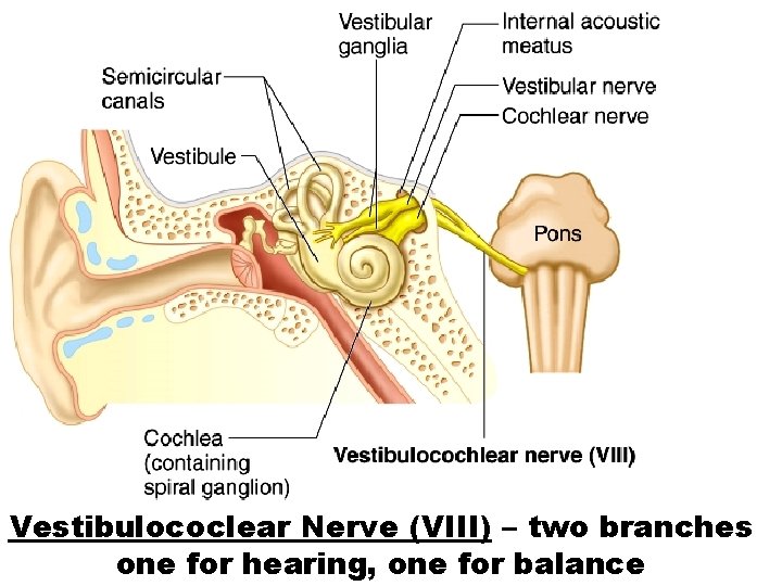 Vestibulococlear Nerve (VIII) – two branches one for hearing, one for balance 