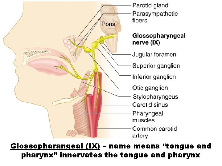 Glossopharangeal (IX) – name means “tongue and pharynx” innervates the tongue and pharynx 