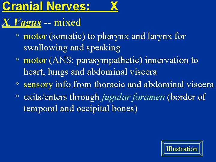Cranial Nerves: X X. Vagus -- mixed motor (somatic) to pharynx and larynx for