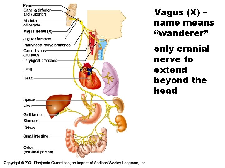 Vagus (X) – name means “wanderer” only cranial nerve to extend beyond the head