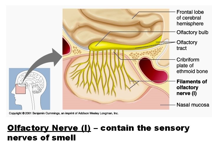 Olfactory Nerve (I) – contain the sensory nerves of smell 