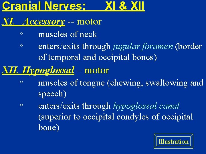Cranial Nerves: XI & XII XI. Accessory -- motor ° ° muscles of neck