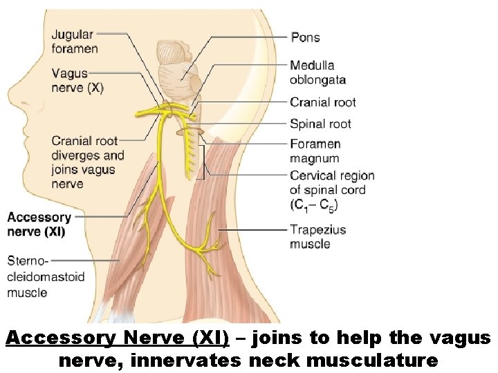 Accessory Nerve (XI) – joins to help the vagus nerve, innervates neck musculature 