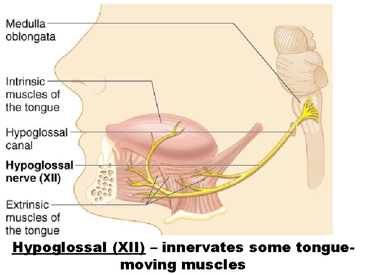 Hypoglossal (XII) – innervates some tonguemoving muscles 