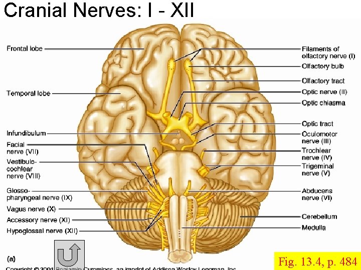 Cranial Nerves: I - XII Fig. 13. 4, p. 484 