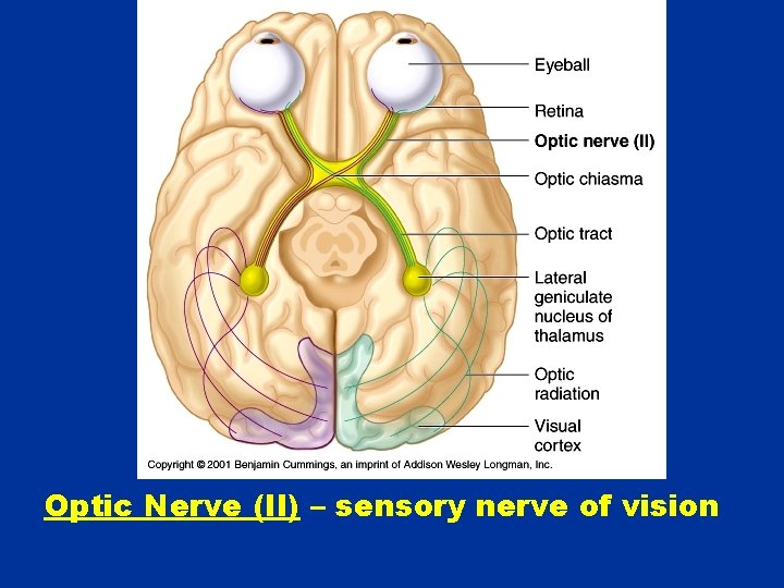 Optic Nerve (II) – sensory nerve of vision 