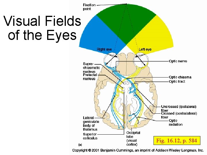 Visual Fields of the Eyes Fig. 16. 12, p. 584 