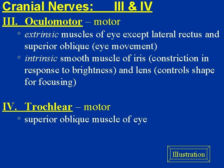 Cranial Nerves: III & IV III. Oculomotor – motor extrinsic muscles of eye except