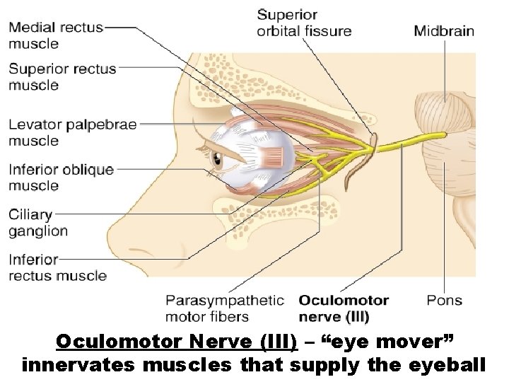 Oculomotor Nerve (III) – “eye mover” innervates muscles that supply the eyeball 