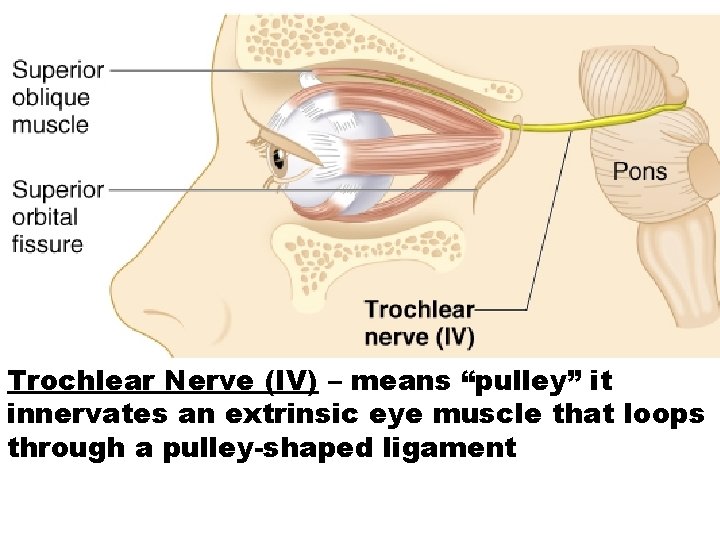 Trochlear Nerve (IV) – means “pulley” it innervates an extrinsic eye muscle that loops