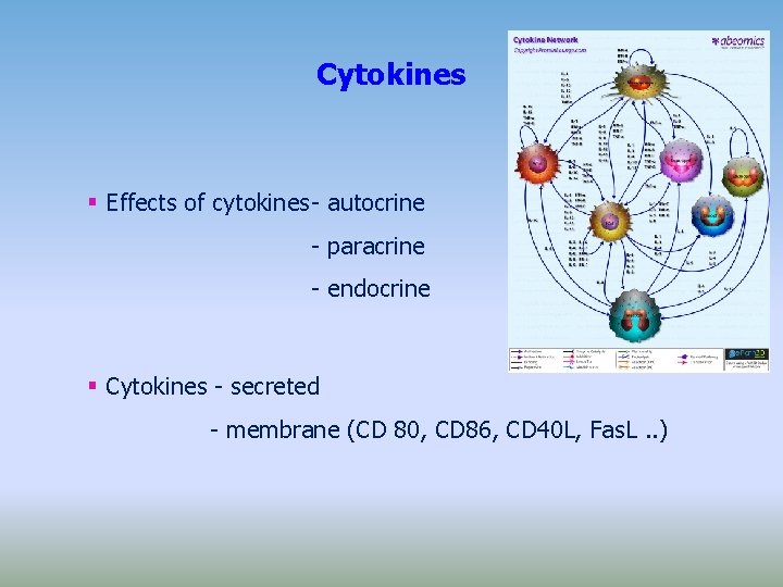 Cytokines Effects of cytokines- autocrine - paracrine - endocrine Cytokines - secreted - membrane