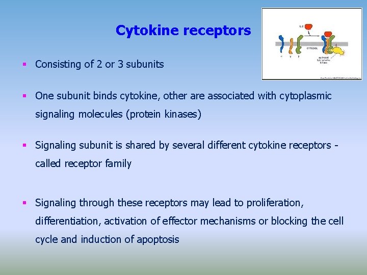 Cytokine receptors Consisting of 2 or 3 subunits One subunit binds cytokine, other are