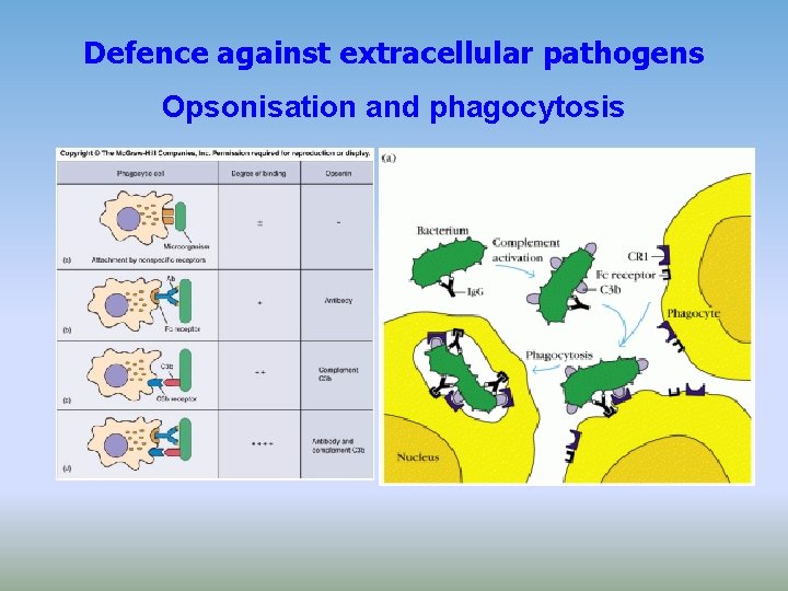 Defence against extracellular pathogens Opsonisation and phagocytosis 