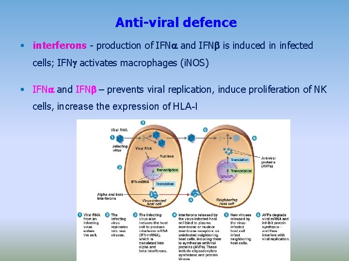 Anti-viral defence interferons - production of IFN and IFN is induced in infected cells;