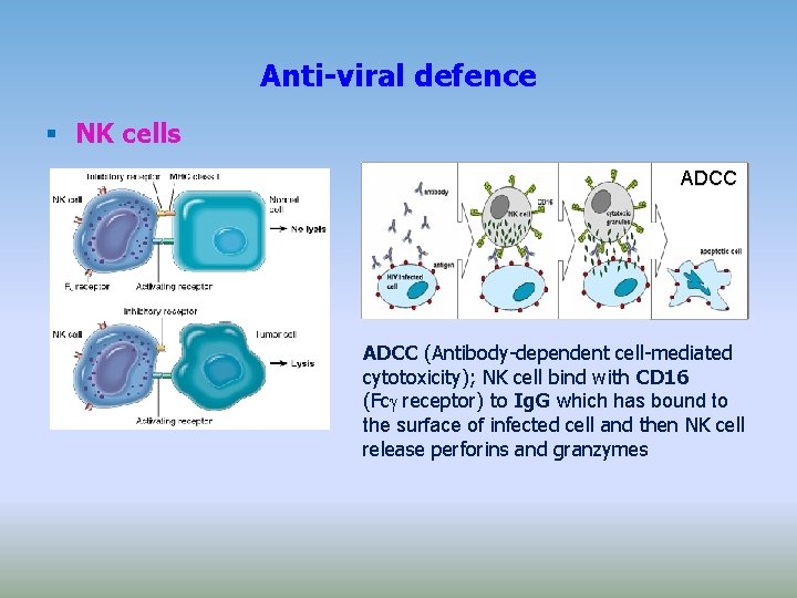 Anti-viral defence NK cells ADCC (Antibody-dependent cell-mediated cytotoxicity); NK cell bind with CD 16