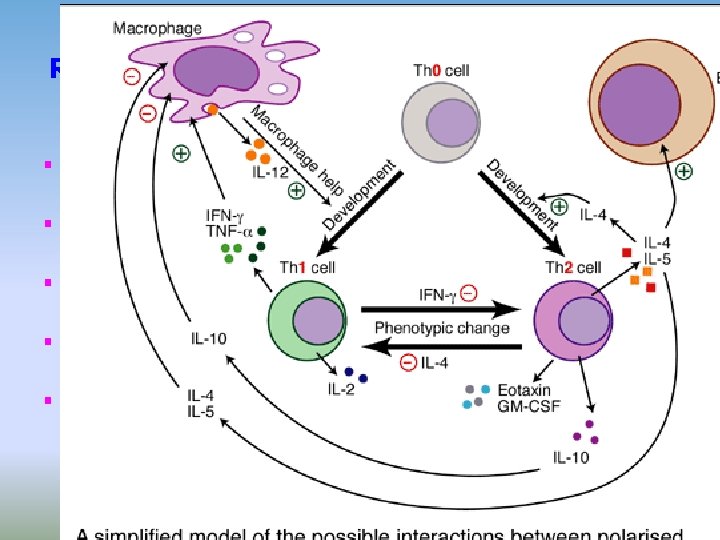 Regulation by cytokines and cellular contact Interaction APC - T lymphocyte Interaction TH 1