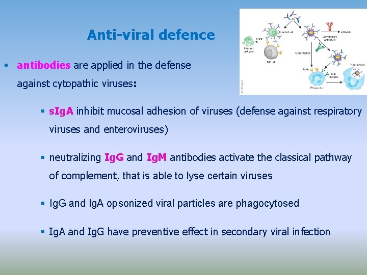 Anti-viral defence antibodies are applied in the defense against cytopathic viruses: s. Ig. A