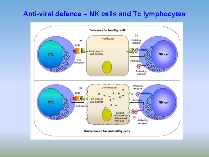 Anti-viral defence – NK cells and Tc lymphocytes 