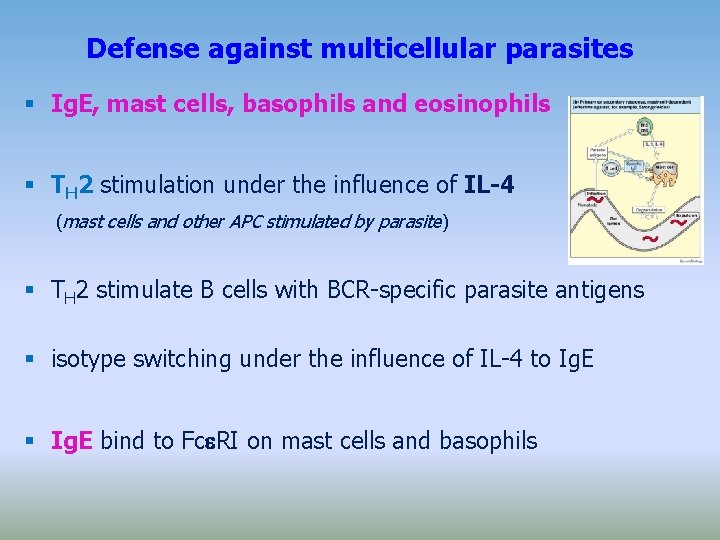 Defense against multicellular parasites Ig. E, mast cells, basophils and eosinophils TH 2 stimulation