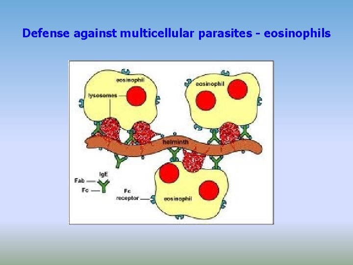 Defense against multicellular parasites - eosinophils 