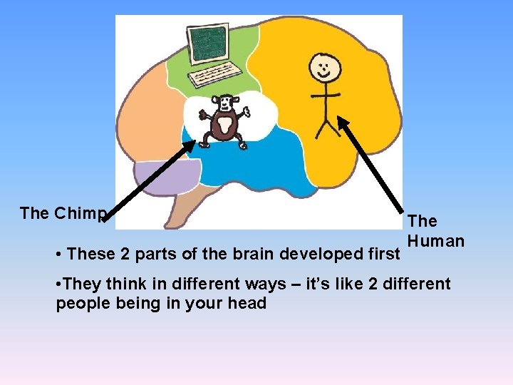 The Chimp • These 2 parts of the brain developed first The Human •