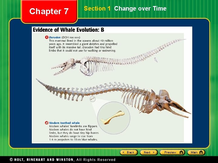 Chapter 7 Section 1 Change over Time < Back Next > Preview Main 