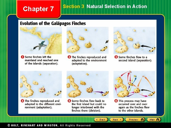 Chapter 7 Section 3 Natural Selection in Action < Back Next > Preview Main