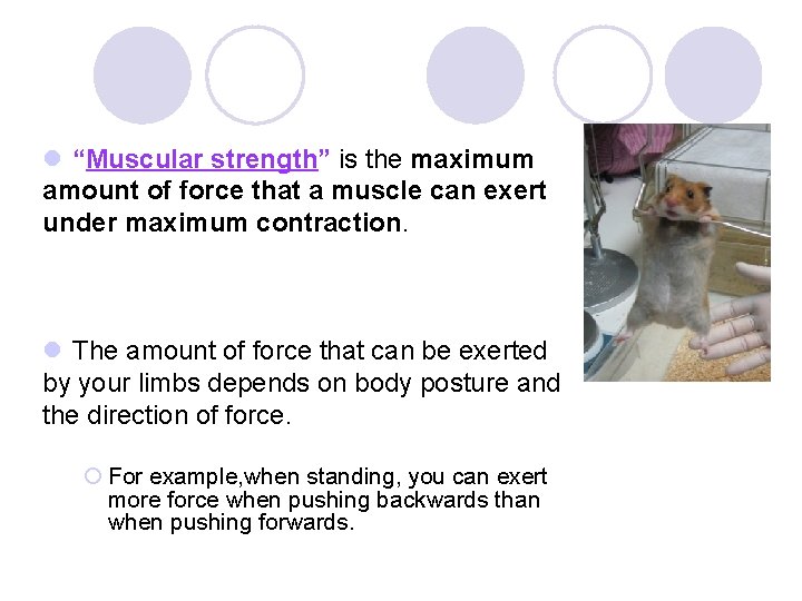 l “Muscular strength” is the maximum amount of force that a muscle can exert