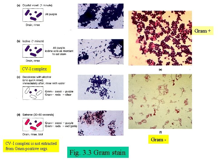 Gram + CV-I complex is not extracted from Gram positive orgs. Gram - Fig.