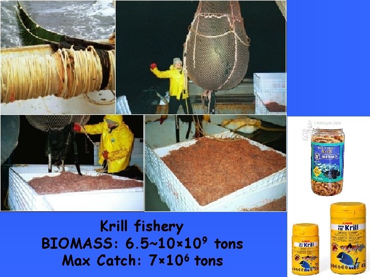 Krill fishery BIOMASS: 6. 5~10× 109 tons Max Catch: 7× 106 tons 