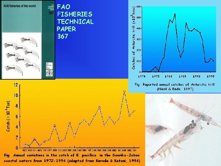 FAO FISHERIES TECHNICAL PAPER 367 