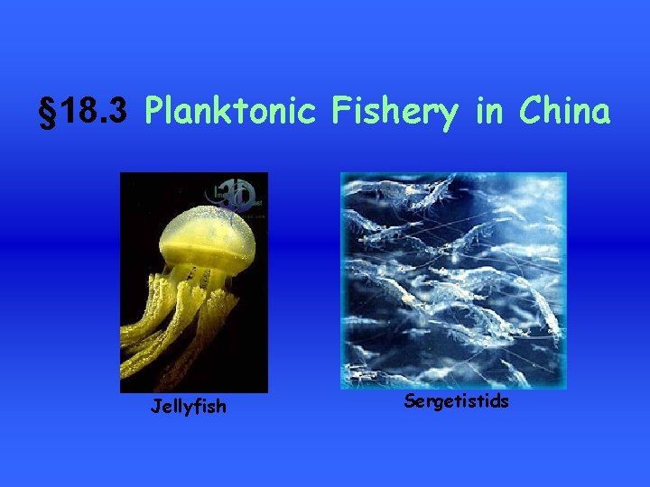 § 18. 3 Planktonic Fishery in China Jellyfish Sergetistids 